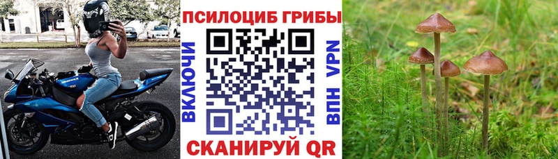 Псилоцибиновые грибы мицелий  Купить  Ипатово 